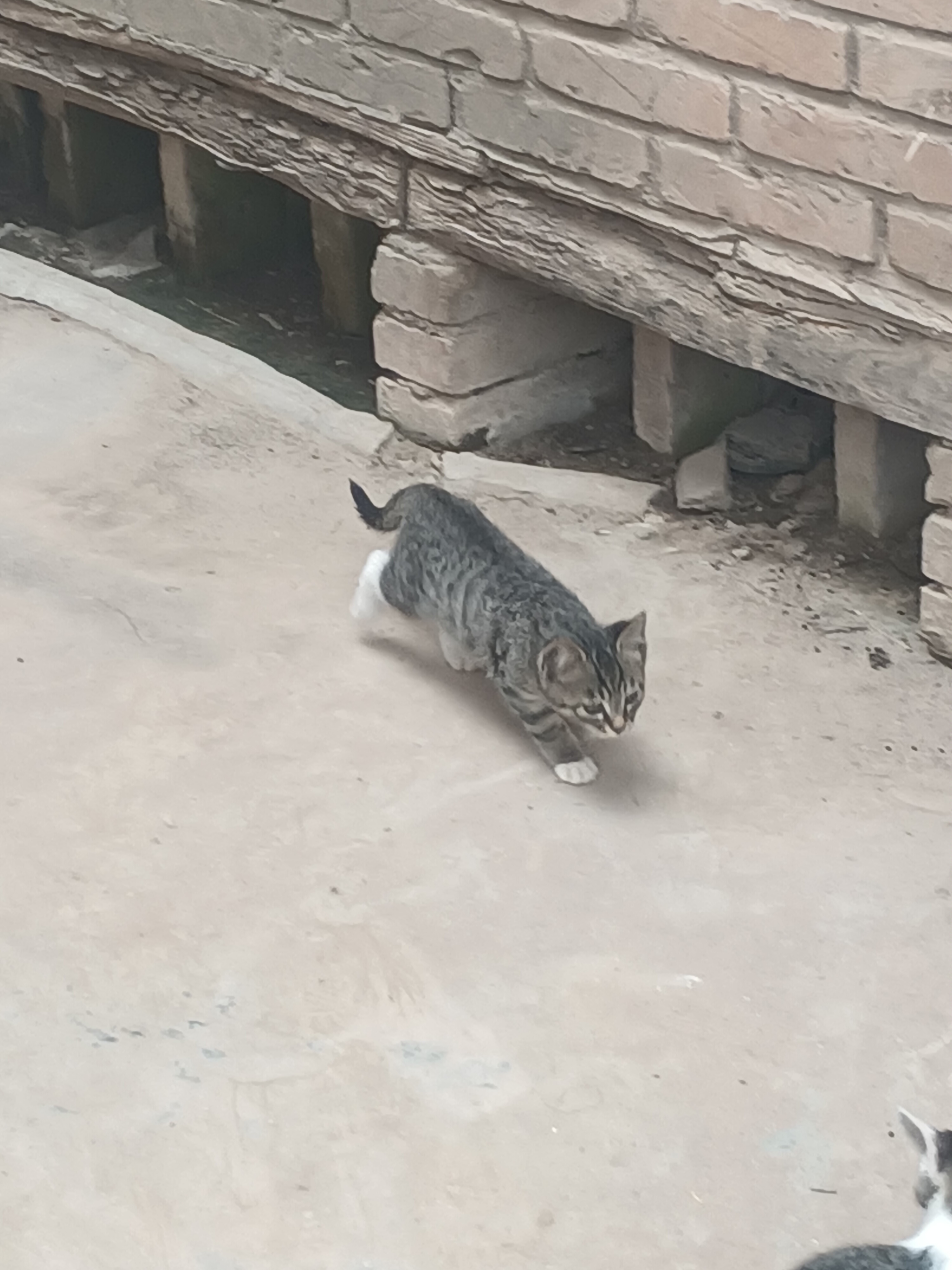 小狸花，聪明好动，抓老鼠高手，什么都会，干净卫生